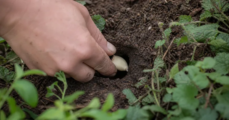 Dłonie wkładają ząbek czosnku do otworu tunelu w ziemi