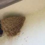 Kuliste gniazdo z błota przyklejone pod okapem domu