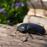 Duży czarny chrząszcz siedzi na korze sosnowego pieńka w ogrodzie
