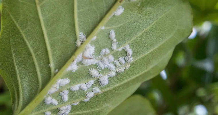 Zbliżenie na spód liścia z kłaczkowatymi larwami owada