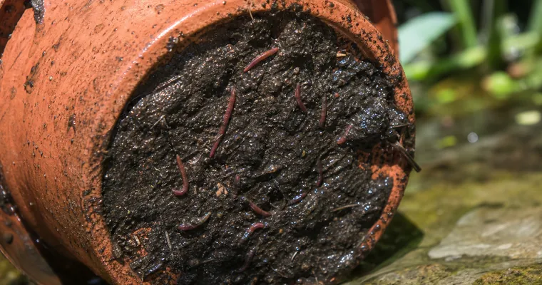 Czerwone larwy w mule widoczne pod podniesioną doniczką z rośliną stawową