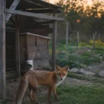 Lis stojący o zmierzchu przy drewnianym kurniku na wiejskim podwórku