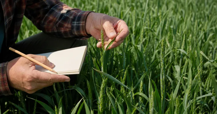 Rolnik notuje wyniki lustracji plantacji żyta wśród źdźbeł