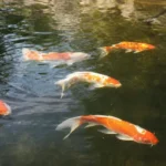 Karpie koi pływające tuż pod powierzchnią oczka wodnego w ogrodzie