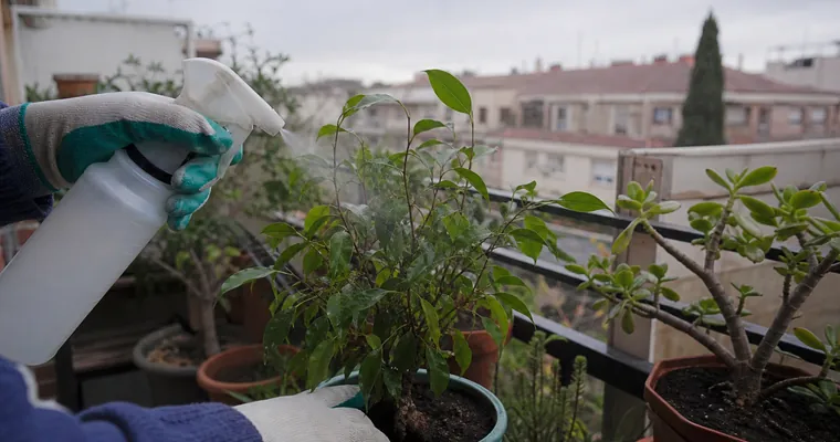 Opryskiwanie rośliny na balkonie w pochmurny dzień, dłonie w rękawiczkach