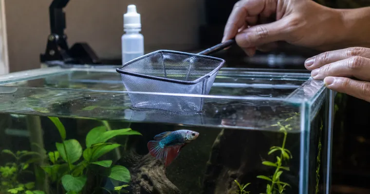 Siatka nad akwarium podczas obserwacji chorej rybki