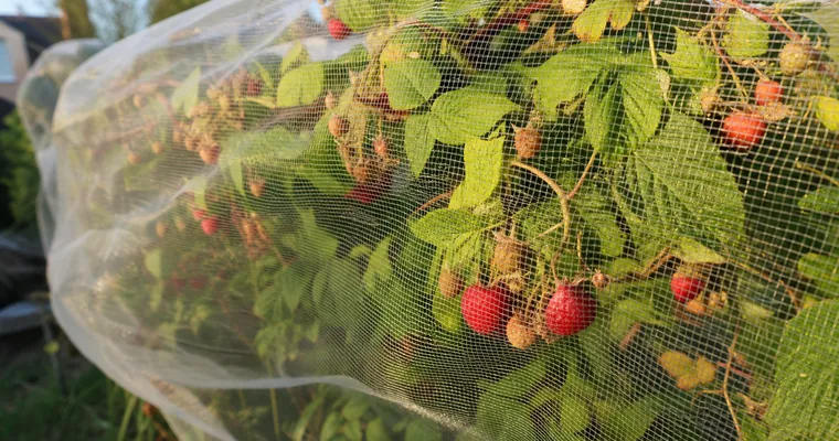 Drobna siatka ochronna rozpięta nad krzewami malin w ogrodzie