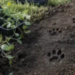 Ślady kocich łap na wilgotnej, rozkopanej ziemi w ogrodzie
