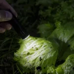 Ślad śluzu i dziury w liściu sałaty oświetlone latarką nocą