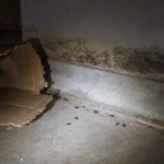 Ślady szczurów przy ścianie piwnicy w świetle latarki