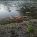 Ogrodowy staw z rybami o wschodzie słońca