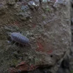 Szara stonoga na wilgotnej ścianie piwnicy z widocznymi kroplami wody