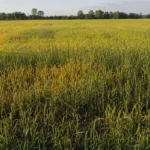 Pole żyta z widocznymi przerzedzeniami i żółknącymi kępami roślin