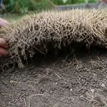 Uschnięta darń odchodząca płatami od podłoża w ogrodzie