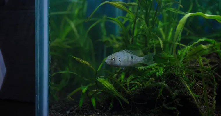 Ryba chowająca się w cieniu w rogu akwarium