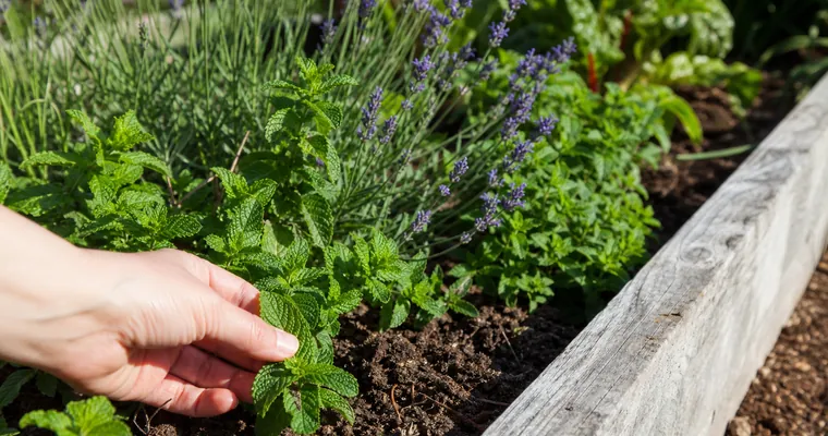 Lawenda i mięta posadzone wzdłuż grządki jako naturalna bariera