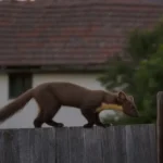 Smukłe zwierzę idzie po drewnianym płocie o zmierzchu